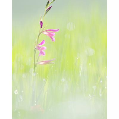 Glaïeul des moissons-Gladiolus italicus