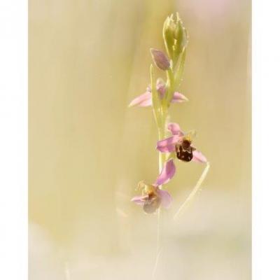 Ophrys apifera 25 mai 2