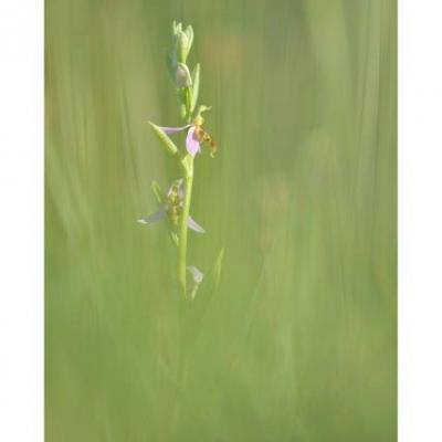 Ophrys apifera 25 mai 3