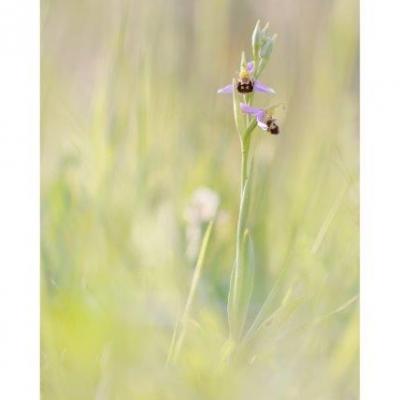 Ophrys apifera 25 mai