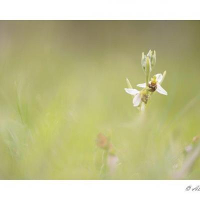 Ophrys apifera hybride