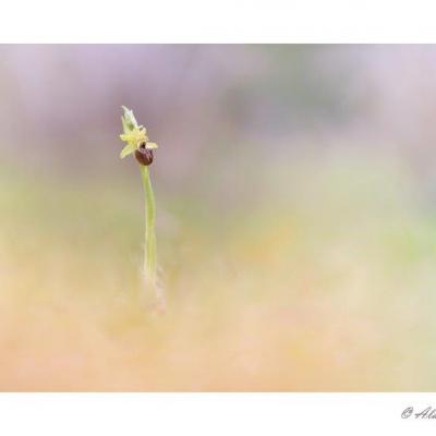 Ophrys Occidentalis