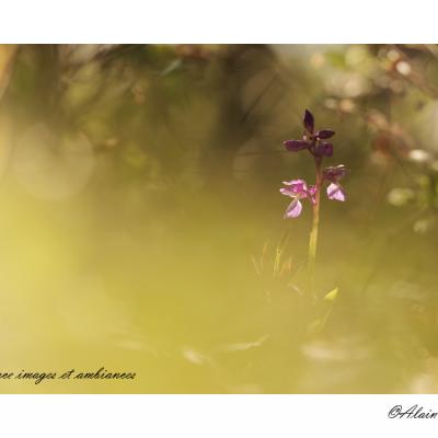 Orchis a fleurs laches anacamptis laxiflora