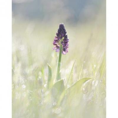 Orchis purpurea 8